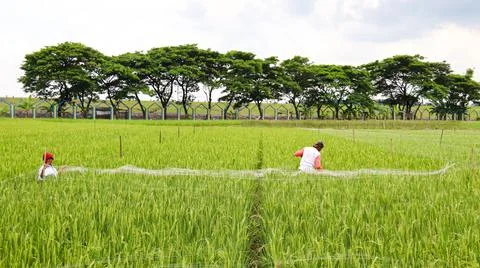 Rice farmer Stock Photos