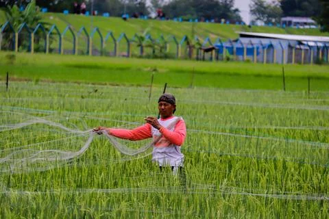 Rice farmer Stock Photos