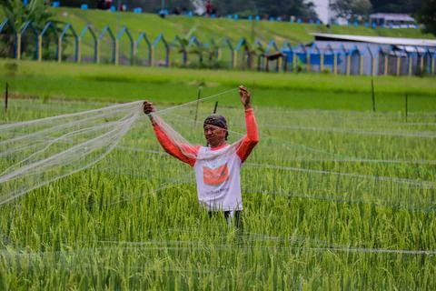 Rice farmer Stock Photos