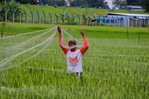 Rice farmer Stock Photos