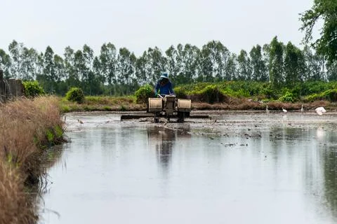 Rice Farmer Preparing Flooded Paddy Field Stock Photos