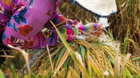 Rice Farmer Ties Bundle of Rice, Bali Stock Footage 147306434