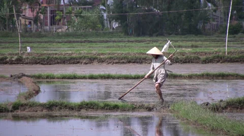 Rice farmer in Vietnam Stock Footage 30906997