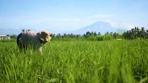 Rice Farmer Weeding with Volcano in Bali Stock Footage 147299031