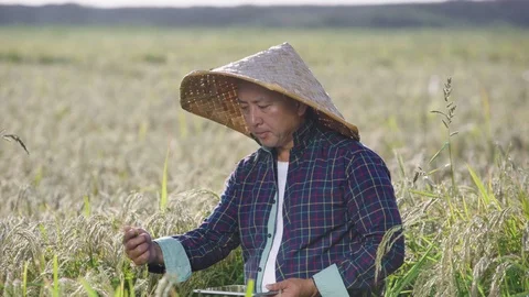 A rice farmer writes rice grain data to a tablet Stock Footage 117572316