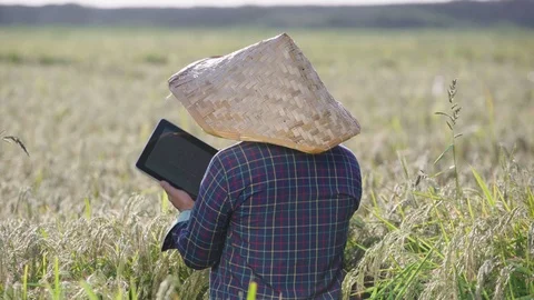 A rice farmer writes rice grain data to a tablet1 Stock Footage 117675244