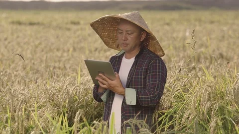 A rice farmer writes rice grain data to a tablet Stock Footage 117723052