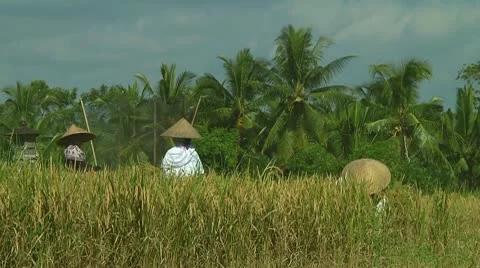 Rice farmers Stock Footage 10734371