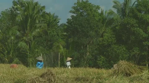 Rice farmers Stock Footage 10735252