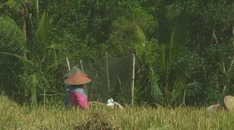Rice farmers Stock Footage 10735264