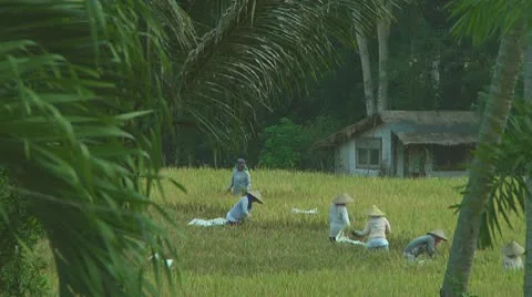 Rice farmers Stock Footage 10738178