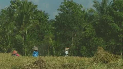 Rice farmers Stock Footage 10738186
