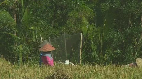 Rice farmers Stock Footage 10738210