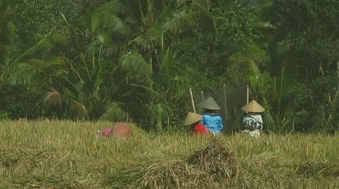 Rice farmers Stock Footage 10738229