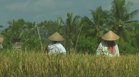 Rice farmers Stock Footage 10738257