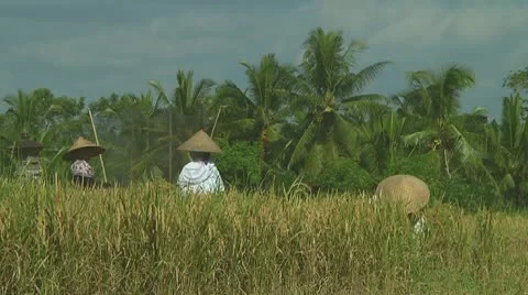 Rice farmers Stock Footage 10738278