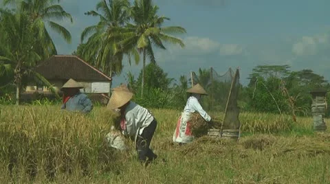 Rice farmers Stock Footage 10738310
