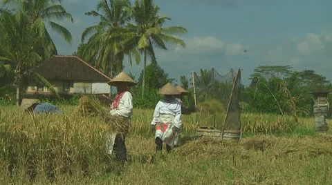 Rice farmers Stock Footage 10738327