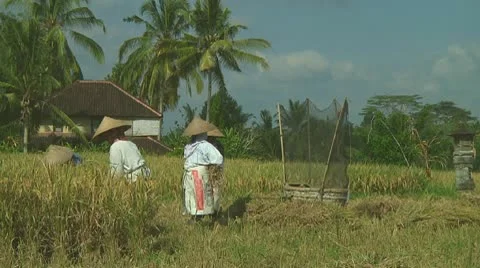 Rice farmers Stock Footage 10738347