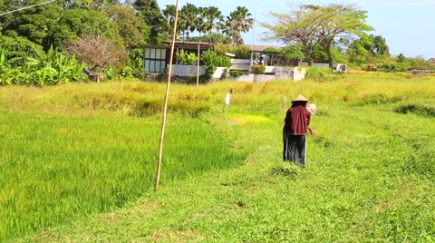 Rice Farmers Stock Footage 50446127
