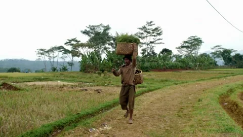 The Rice farmers Stock Footage 131713879