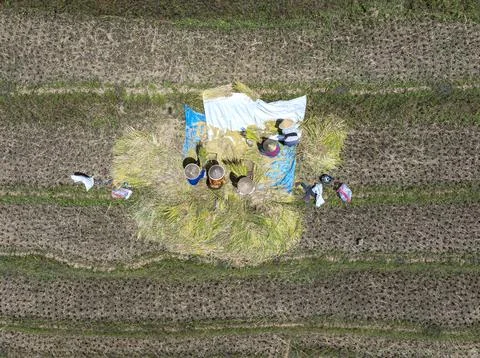 Rice farmers , Java, Indonesia Stock Photos