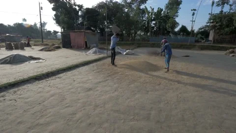 Rice farmers processing rice grain in a rural village Stock Footage 152934795
