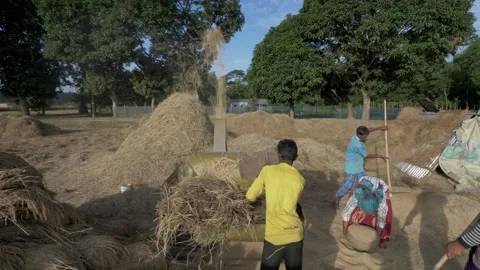 Rice farmers processing rice grain in a rural village Stock Footage 152934810