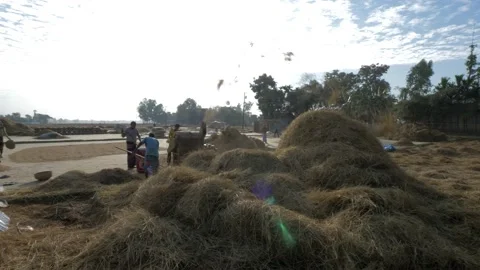 Rice farmers processing rice grain in a rural village Stock Footage 152934811
