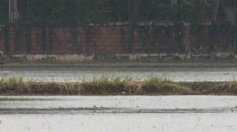Rice Farmers Using Specialized Tractor In Field 스톡 동영상 1014740