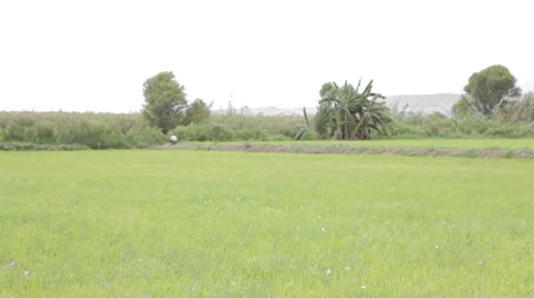 Rice Farmers Working  Paddy Field, Traditional Planting, Weeding and Harvesting Stock Footage 50022453