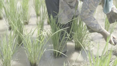 Rice Farming Activities Stock Footage 269299600