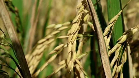 Rice farming and future Stock-Footage 332357570
