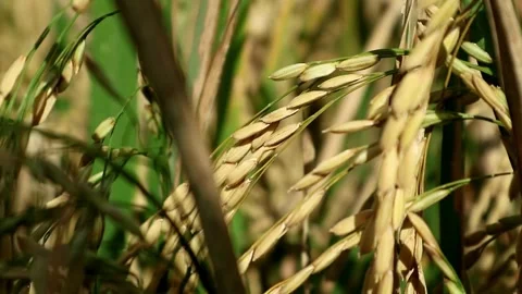 Rice farming and future Stock-Footage 332357572