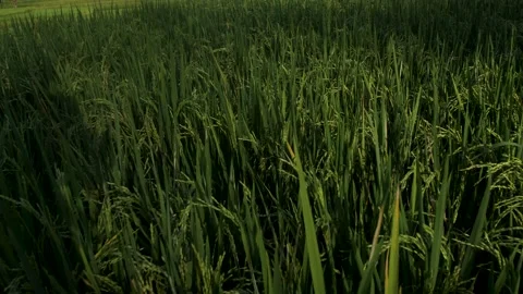Rice farming Vídeos de archivo 201249823