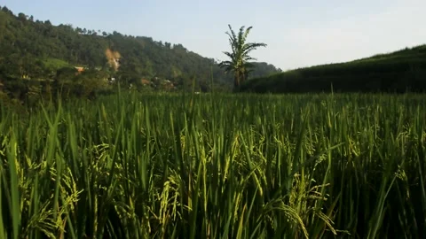 Rice farming Vídeo Stock 201252036