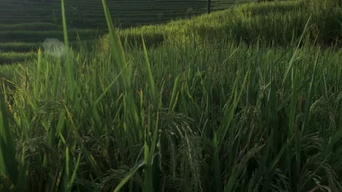 Rice farming Vídeos de archivo 201252476