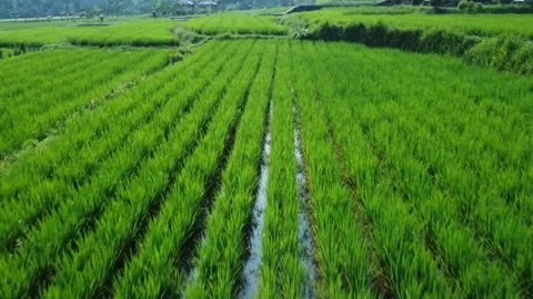Rice Farming Stock Footage 259558469