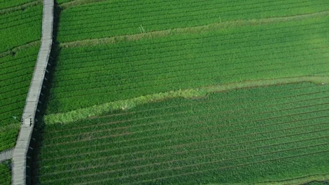 Rice Farming Stock Footage 259559604