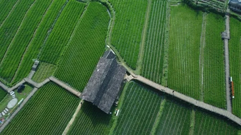 Rice Farming Stock Footage 259559628