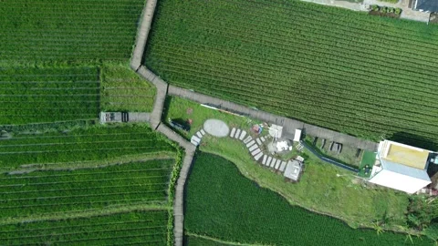 Rice Farming Stock Footage 259559658