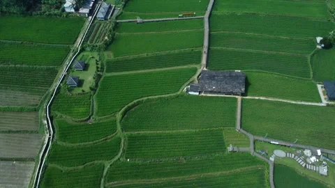 Rice Farming Stock Footage 259560634