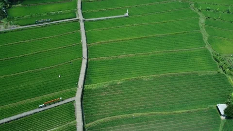 Rice Farming Stock Footage 259561239