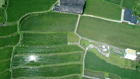 Rice Farming Stock Footage 259561278
