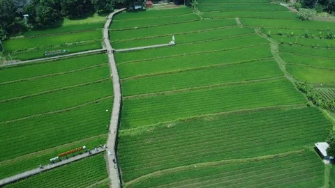 Rice Farming Stock Footage 259562449