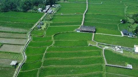 Rice Farming Stock Footage 259562516