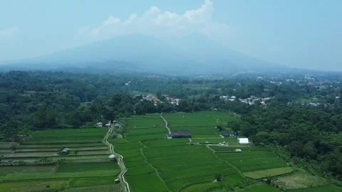 Rice Farming Stock Footage 259562540