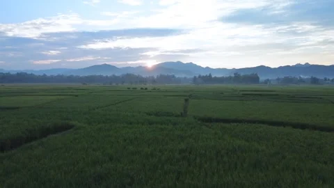 Rice Farming Stock Footage 274697028