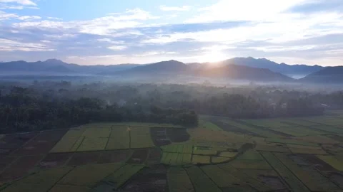 Rice Farming Stock Footage 274697089