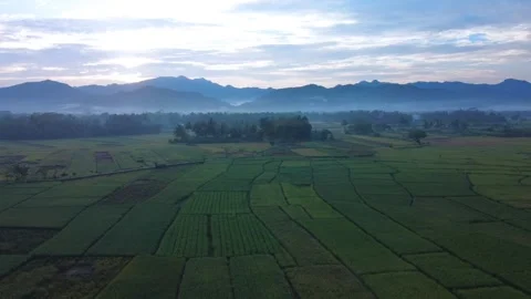 Rice Farming Stock Footage 274697096